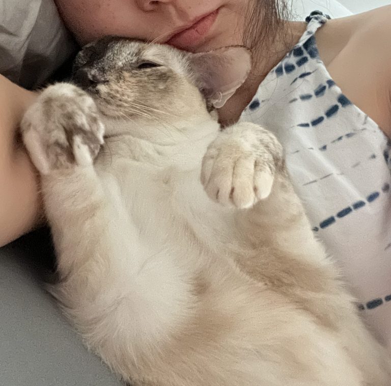 Siamese cat sleeping on human chest with arms wrapped around her