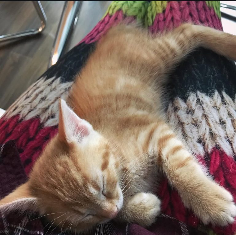 Ginger kitten curled up on lap during car ride home