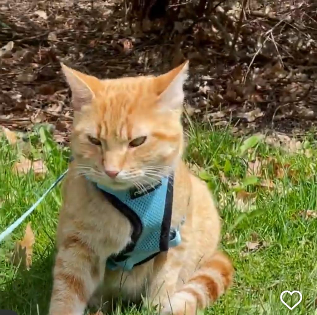 Orange cat walking on leash at the park with leash and trees in background