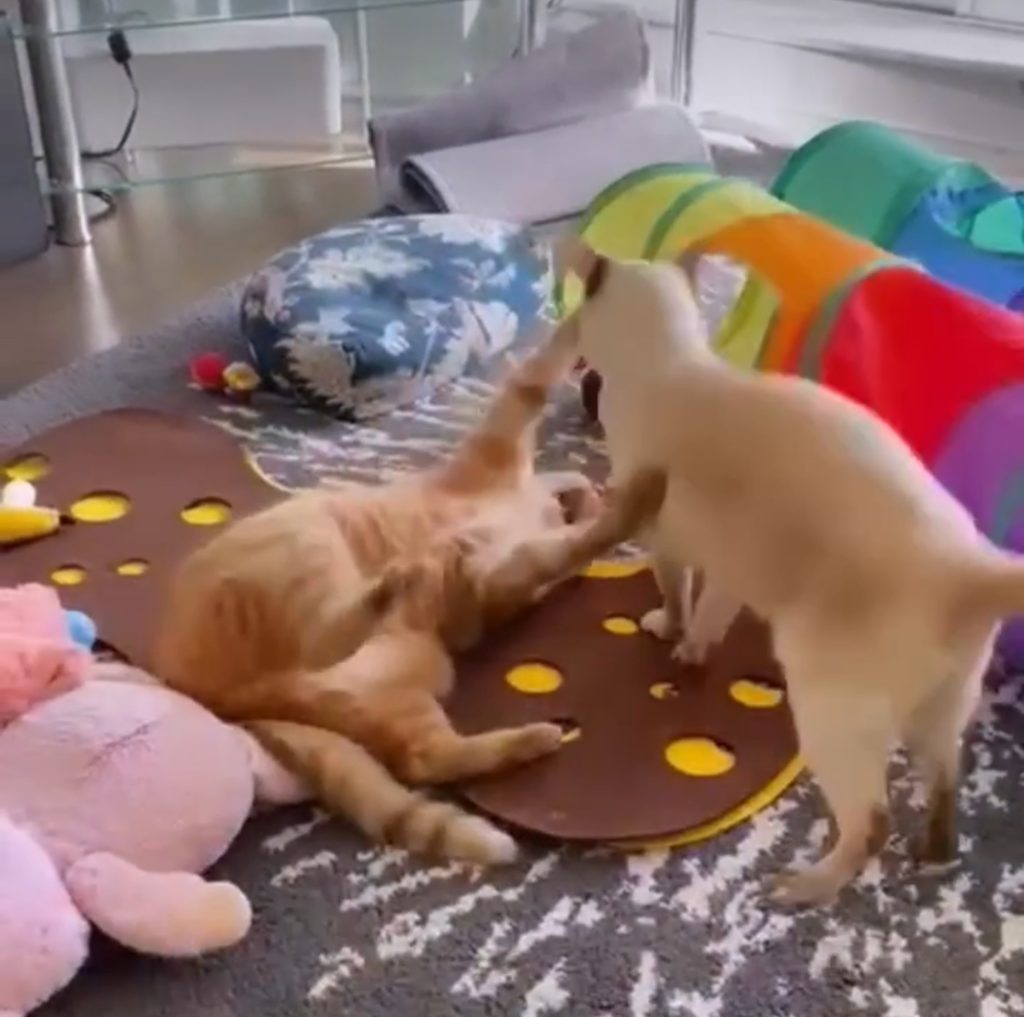 My two cats playing after using litter box